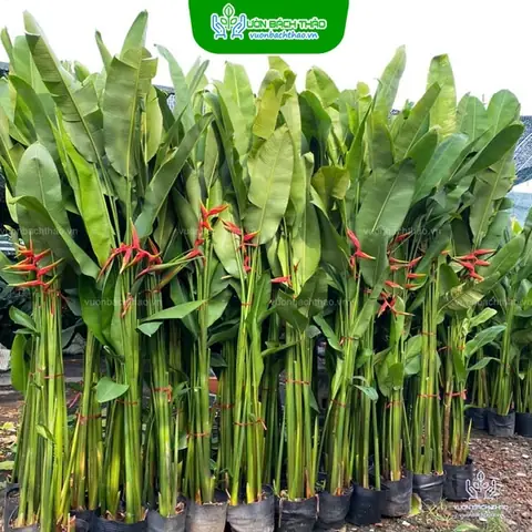 Khách Sạn Thái Hoàng Tam Kỳ
