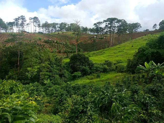 Bán Đất Rừng Thông Đà Lạt Bán Đất Rừng Thông Đà Lạt
