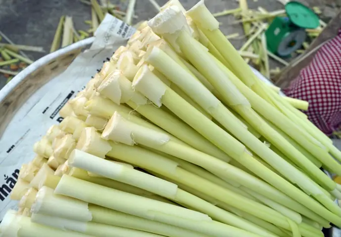 Bồn Bồn Tươi Làm Món Gì Ngon