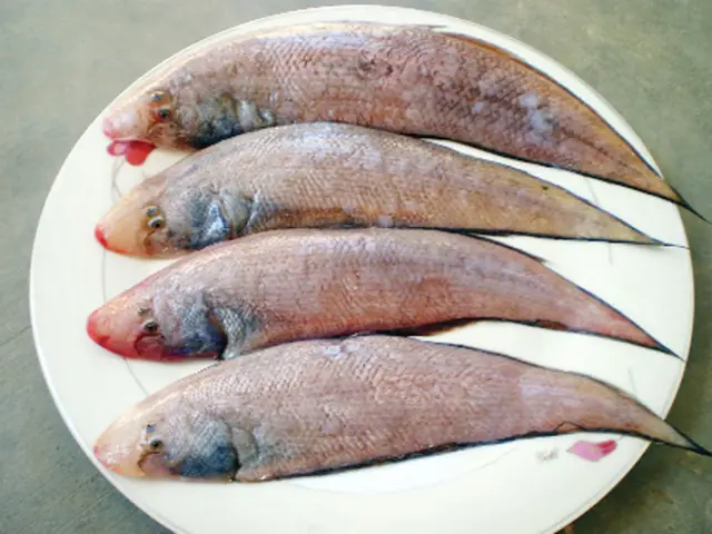 Cá Mó Và Cá Lưỡi Trâu Cá Mó Và Cá Lưỡi Trâu