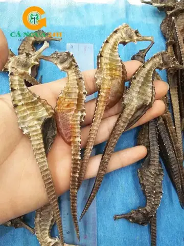 Cá Ngựa Có Tác Dụng Gì Cá Ngựa Có Tác Dụng Gì