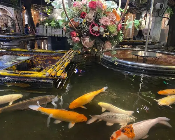 Cà Phê Cá Koi Ở Đâu Cà Phê Cá Koi Ở Đâu