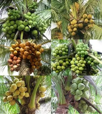 Các Giống Dừa Ở Bến Tre Các Giống Dừa Ở Bến Tre
