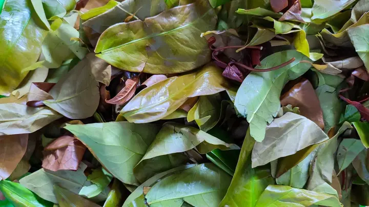 Các Loại Lá Rừng Ăn Được