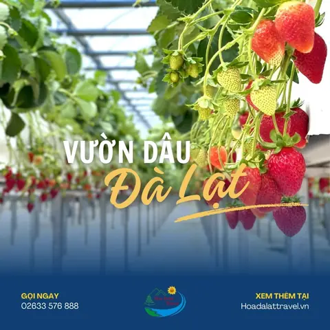 Các Vườn Dâu Uy Tín Ở Đà Lạt Các Vườn Dâu Uy Tín Ở Đà Lạt