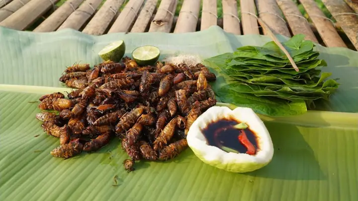 Cách Chế Biến Món Ve Sầu