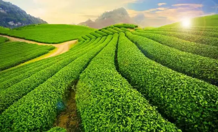 Cao Nguyên Mộc Châu Nằm Ở Đâu Cao Nguyên Mộc Châu Nằm Ở Đâu