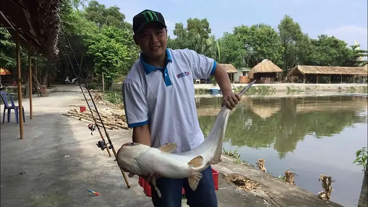 Cau Ca Giai Tri Sai Gon Cau Ca Giai Tri Sai Gon
