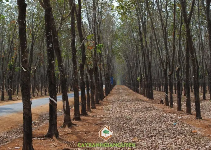 Cây Cao Su Ở Bình Phước Cây Cao Su Ở Bình Phước
