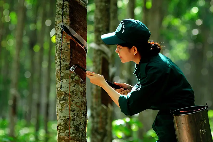 Cây Cao Su Ở Đồng Nai Cây Cao Su Ở Đồng Nai