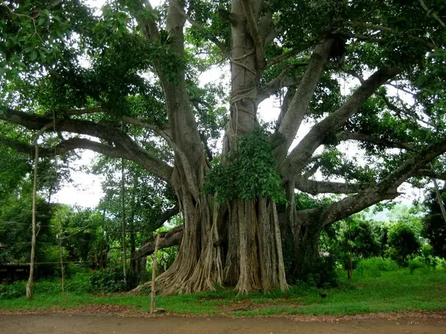 Cây Đa Tân Trào Hiện Nay Cây Đa Tân Trào Hiện Nay