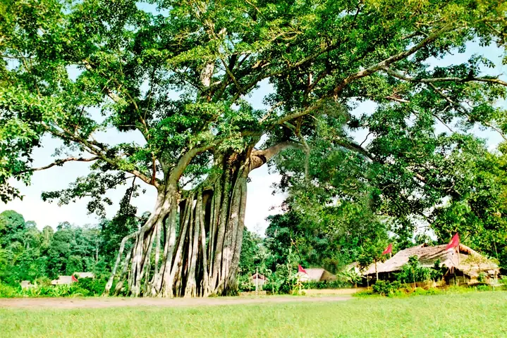 Cây Đa Tân Trào Là Gì Cây Đa Tân Trào Là Gì