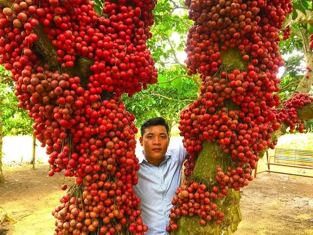 Cây Đỏ Cao Nguyên Vân Hòa Cây Đỏ Cao Nguyên Vân Hòa