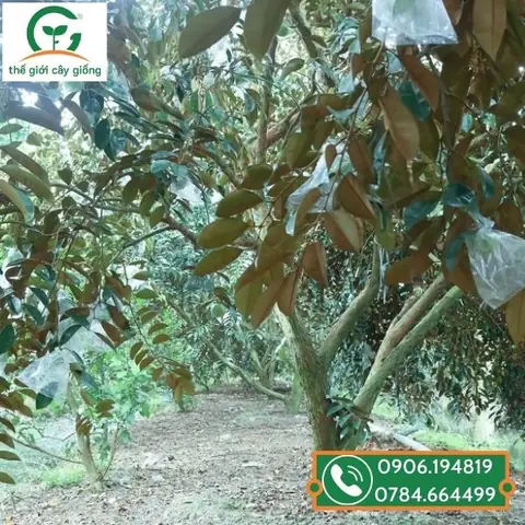 Cây Giống Vú Sữa Lò Rèn
