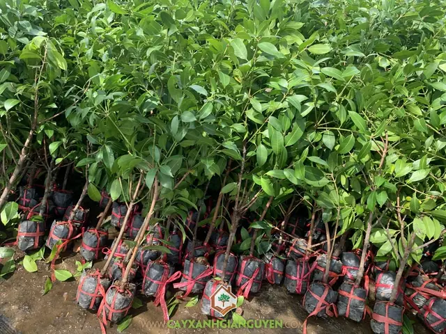 Cây Thanh Trà Trồng Ở Đâu Cây Thanh Trà Trồng Ở Đâu