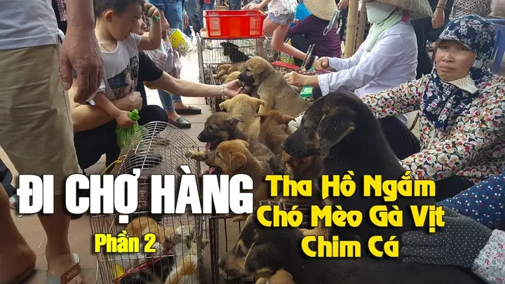 Chợ Hàng Hải Phòng Bán Chó