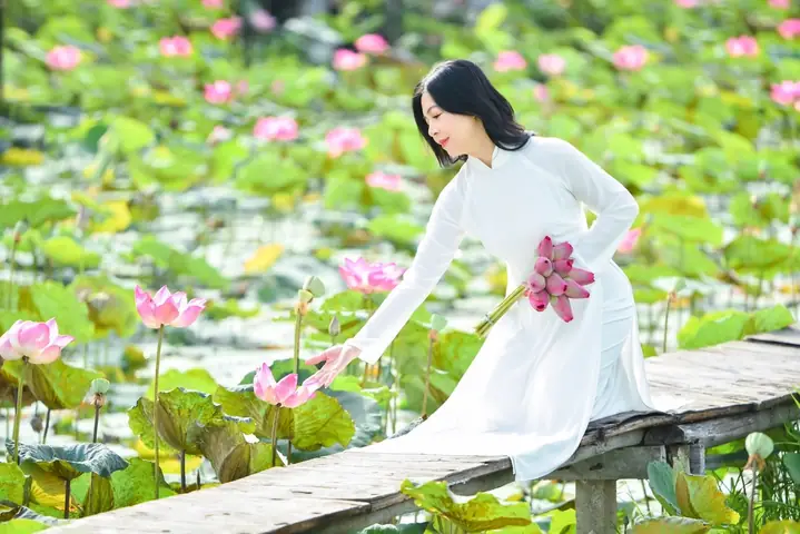 Chụp Ảnh Hoa Sen Ở Tphcm Chụp Ảnh Hoa Sen Ở Tphcm