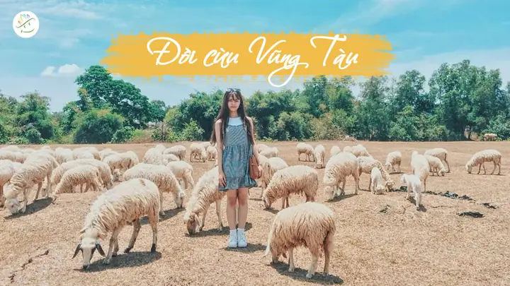 Chụp Hình Cừu Ở Vũng Tàu Chụp Hình Cừu Ở Vũng Tàu