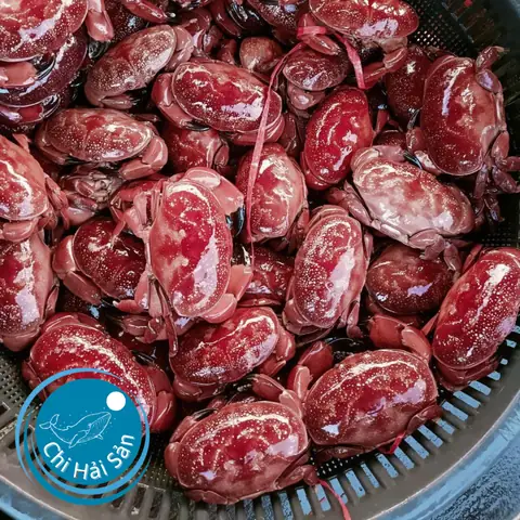 Con Cù Kỳ Sống Ở Đâu Con Cù Kỳ Sống Ở Đâu