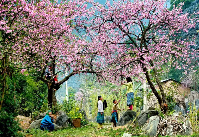 Đi Du Lịch Mộc Châu Mùa Nào Đẹp Nhất Đi Du Lịch Mộc Châu Mùa Nào Đẹp Nhất