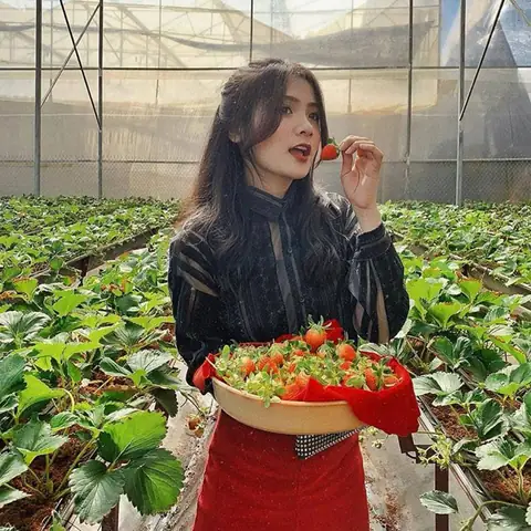 Đi Hái Dâu Ở Đà Lạt Đi Hái Dâu Ở Đà Lạt