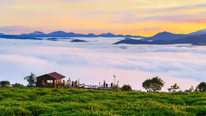 Đồi Chè Cầu Đất Đà Lạt Đồi Chè Cầu Đất Đà Lạt