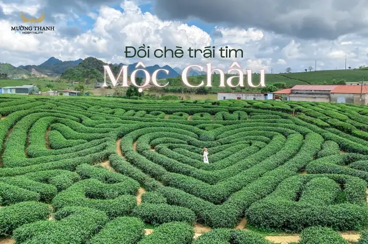Đồi Chè Mộc Châu Sơn La Đồi Chè Mộc Châu Sơn La