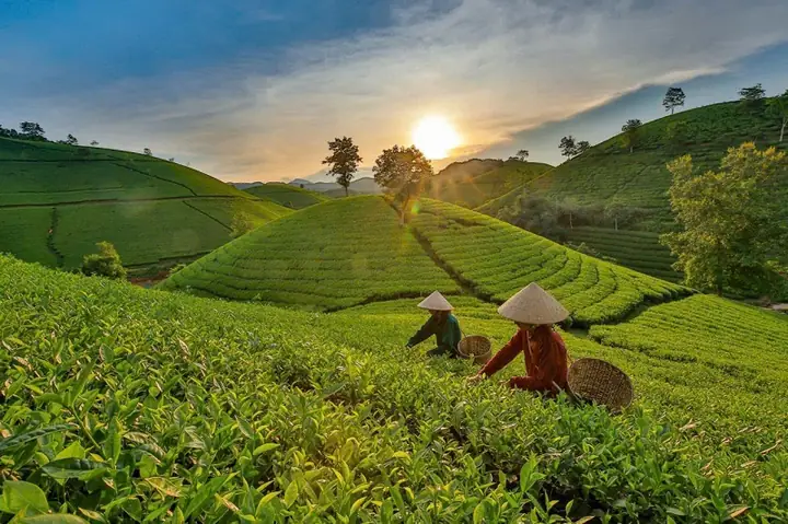 Du Lịch Cao Nguyên Mộc Châu Du Lịch Cao Nguyên Mộc Châu