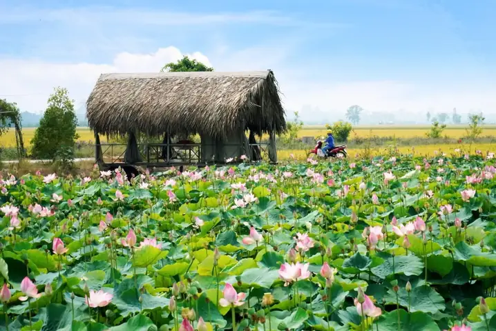 Du Lịch Đồng Tháp Tự Túc
