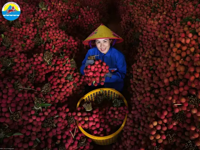 Du Lịch Lục Ngạn Bắc Giang Du Lịch Lục Ngạn Bắc Giang