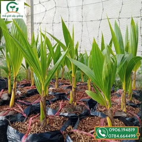 Dừa Tam Quan Trị Bệnh Gì Dừa Tam Quan Trị Bệnh Gì