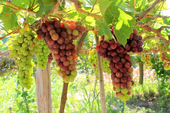 Giá Nho Ninh Thuận Tại Vườn Giá Nho Ninh Thuận Tại Vườn