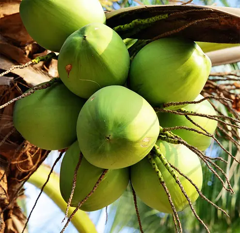 Giới Thiệu Về Dừa Bến Tre Giới Thiệu Về Dừa Bến Tre