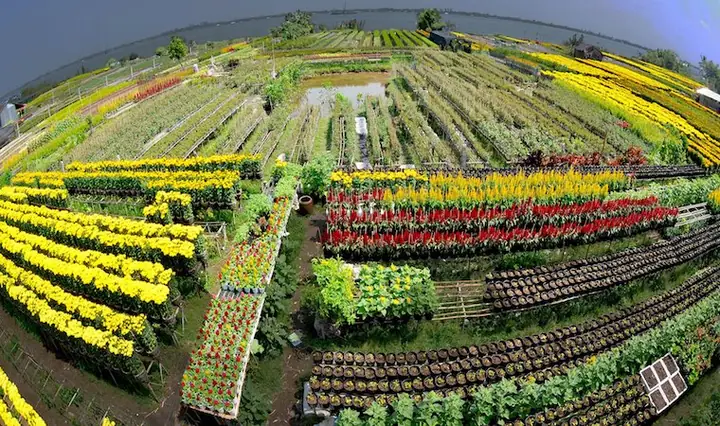Giới Thiệu Về Làng Hoa Sa Đéc Giới Thiệu Về Làng Hoa Sa Đéc