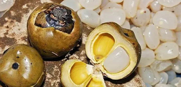 Hạt Đác Được Trồng Ở Đâu