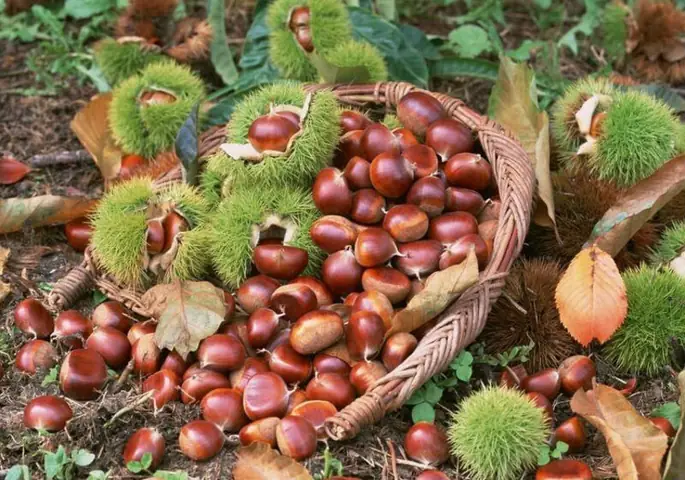 Hạt Dẻ Cao Bằng Tháng Mấy Có Hạt Dẻ Cao Bằng Tháng Mấy Có