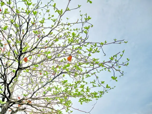 Hình Ảnh Cây Bàng Mùa Thu Hình Ảnh Cây Bàng Mùa Thu
