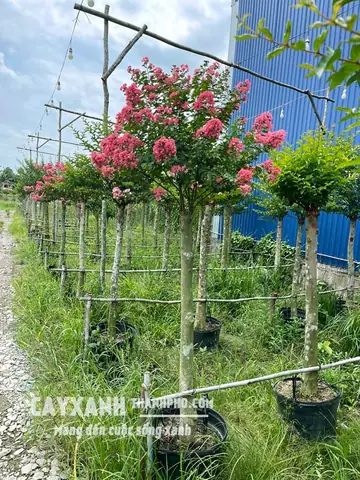 Hình Ảnh Cây Hoa Tường Vi Hình Ảnh Cây Hoa Tường Vi