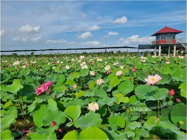 Hình Ảnh Đầm Sen Mùa Hoa Nở Hình Ảnh Đầm Sen Mùa Hoa Nở