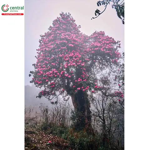 Hình Ảnh Hoa Đỗ Quyên Rừng