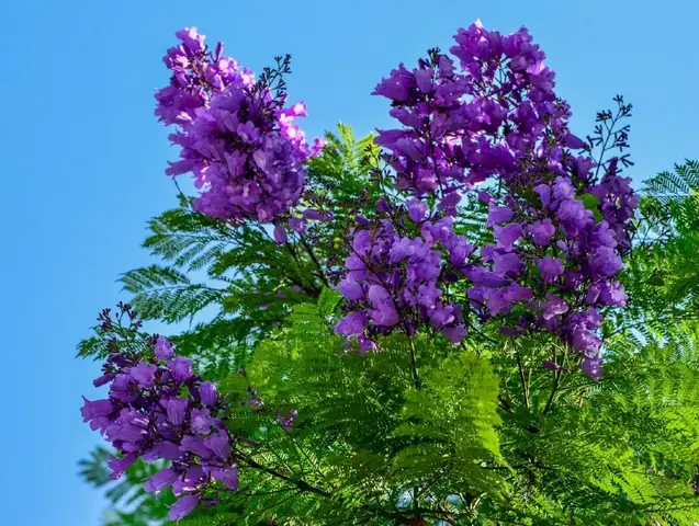 Hình Ảnh Hoa Phượng Tím Đẹp Nhất