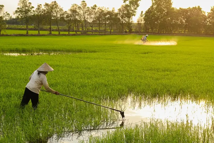 Hình Ảnh Miền Quê Thanh Bình Hình Ảnh Miền Quê Thanh Bình