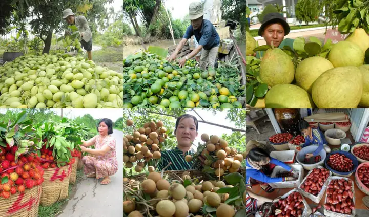 Hình Ảnh Trái Cây Miền Tây