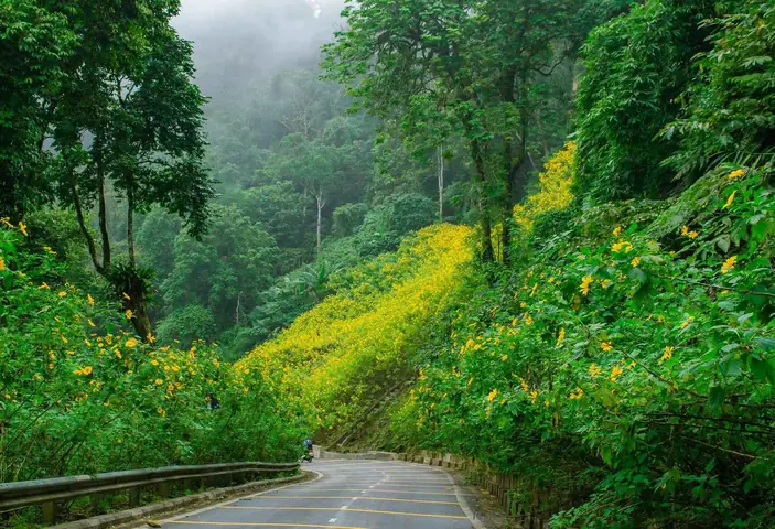 Hoa Dã Quỳ Ba Vì Nở Tháng Mấy