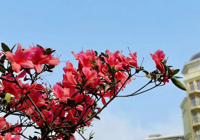 Hoa Đỗ Quyên Nở Tháng Mấy