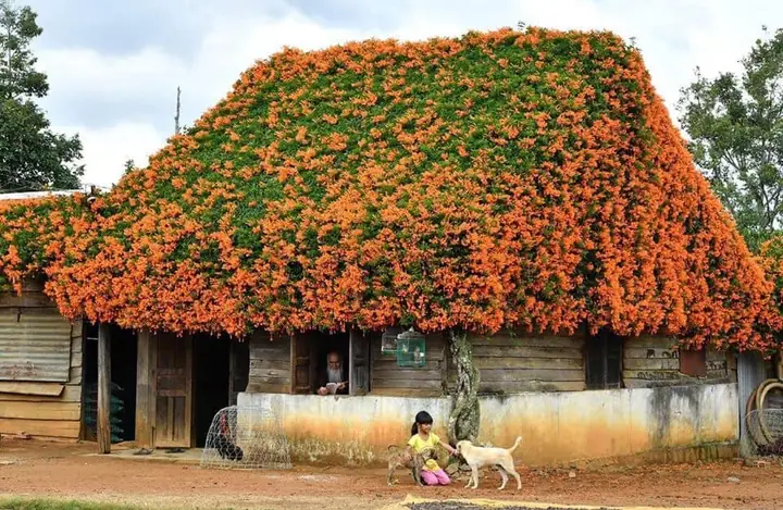 Hoa Màu Cam Ở Đà Lạt Hoa Màu Cam Ở Đà Lạt