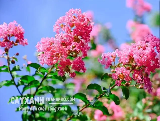 Hoa Tường Vy Là Hoa Gì Hoa Tường Vy Là Hoa Gì