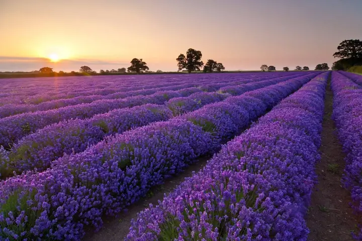 Khu Du Lịch Lavender Đà Lạt Khu Du Lịch Lavender Đà Lạt