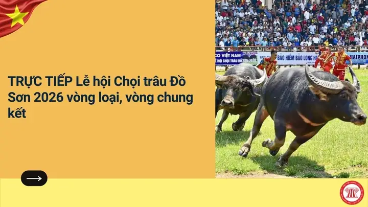 Lễ Hội Chọi Trâu Đồ Sơn Trực Tiếp Lễ Hội Chọi Trâu Đồ Sơn Trực Tiếp