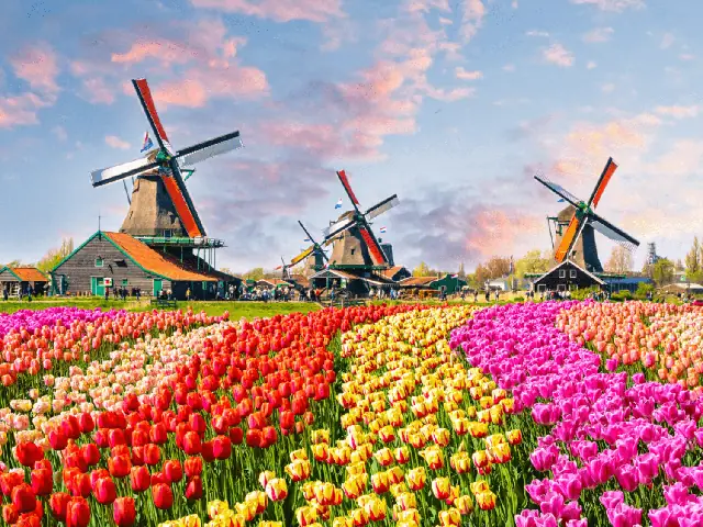 Lễ Hội Hoa Tulip Ở Hà Lan Lễ Hội Hoa Tulip Ở Hà Lan